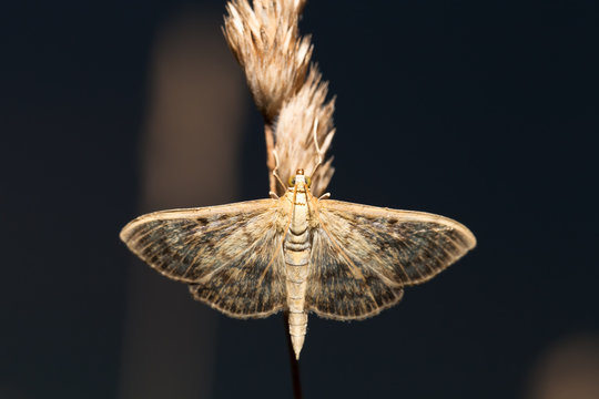 Night butterfly on a grass. Shallow depth of field. Selective focus