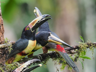 Halsbandarassaris in Costa Rica