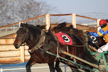 ばんえい競馬
帯広