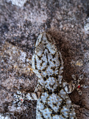 Detail of the eye and head of a gecko sitting on a stone. Textured aggressive skin coloring with red dots. Tarentola mauritanica is a species of gecko native to the Mediterranean area.