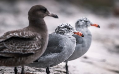 Small flocks of seagulls on the coast