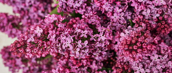 Obraz premium Happy birthday greeting card. Hello spring and summer. Greeting card for Women's Day and Mother's Day. Spring season, copy space.Detail photography of purple lilac, macro, spring blooming plant