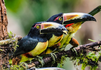 Halsbandarassaris in Costa Rica © Hawi