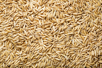 oats grains as background