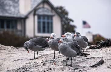 Small flocks of seagulls on the coast
