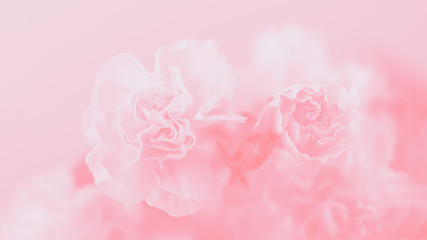 Light pink carnation flowers, soft pastel 16:9 panoramic format background