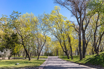 old trees and walking path in city park in spring. green landscape on blue sky background