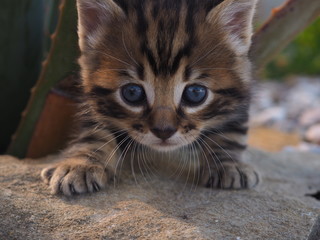 gato pequeño en la naturaleza