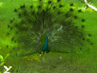Indian Peacock Dancing In National Park India Photos