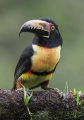 Halsbandarassari (Collared aracari, Pteroglossus torquatus) in Costa Rica 