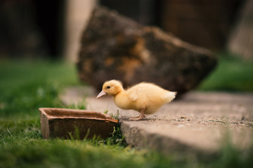 Ducklings on a grass in the garden, drinking a water. Cute baby ducks in small breeding. Concept of farming. 