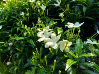 Obraz premium Close up green Gardenia jasminoides (gardenia, cape jasmine, cape jessamine, danh danh, jasmin) with natural background. This plant is used within traditional Chinese medicine to drain fire.