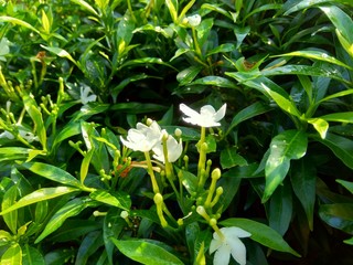 Close up green Gardenia jasminoides (gardenia, cape jasmine, cape jessamine, danh danh, jasmin) with natural background. This plant is used within traditional Chinese medicine to drain fire.