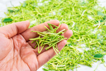 Holding fresh wild honeysuckle buds