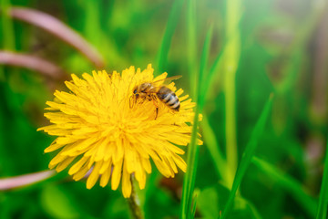 Bee working on yellow dandelion.