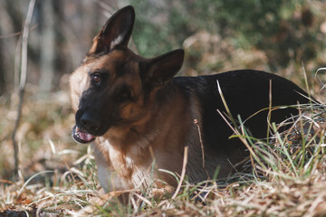 portrait of a German shepherd, a beautiful thoroughbred red and black dog