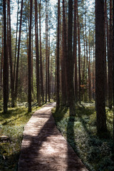 A man made wooden path in national park during beautiful sunset with some green vegetation all around and long dark shadows
