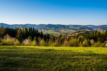 Fototapeta na wymiar field in the mountains with flowering trees and forests around on a sunny spring day, czech