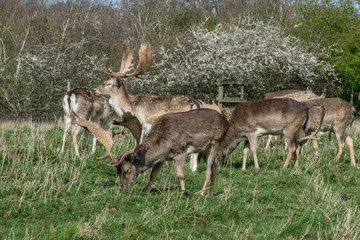 Naklejka na ściany i meble Herd of deer in the park