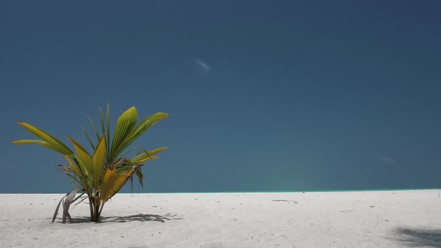 Time Lapse. Coconut Palm Tree Sprout with Green Leaves Growing on Shoreline with White Sand of Maldivian Island.