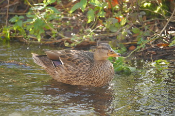 Fototapeta premium Duck at Plitvice lakes national park, Croatia