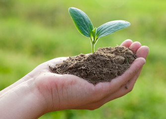 Hand holding a young plant. Close-up.