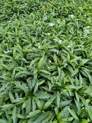 Close up green Gardenia jasminoides (gardenia, cape jasmine, cape jessamine, danh danh, jasmin) with natural background. This plant is used within traditional Chinese medicine to drain fire.