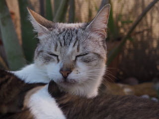 gato en naturaleza