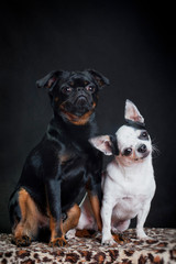 Black dog pti brabancon and white chihuahua dog