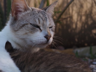 Obraz premium gato en naturaleza