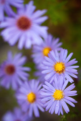 Obraz premium Blue aster flowers.