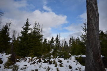 Harz Gebirge am Oderteich