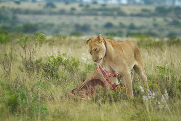 Fototapeta na wymiar Lion Feeding