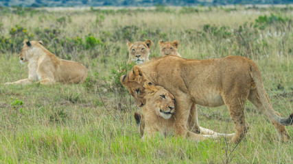Lion Love