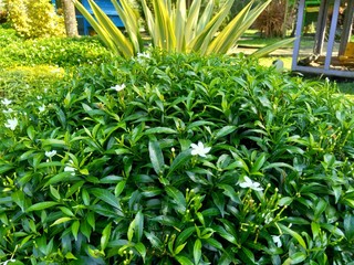 Close up green Gardenia jasminoides (gardenia, cape jasmine, cape jessamine, danh danh, jasmin) with natural background. This plant is used within traditional Chinese medicine to drain fire.
