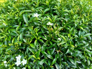Obraz premium Close up green Gardenia jasminoides (gardenia, cape jasmine, cape jessamine, danh danh, jasmin) with natural background. This plant is used within traditional Chinese medicine to drain fire.