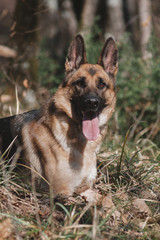 portrait of a German shepherd, a beautiful thoroughbred red and black dog