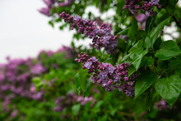 Lilac garden trees under the rain nature spring time botany 