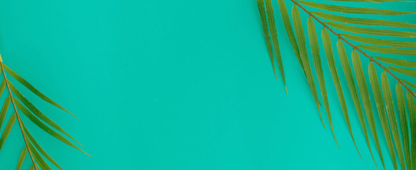close up top view on coconut tropical leaves on teal and cyan ole background with copy space for ads banner design in summer season concept