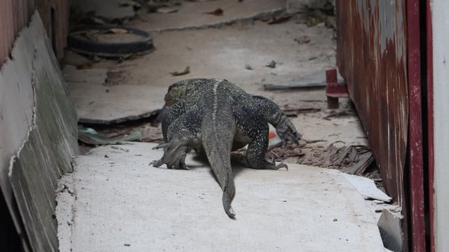 The Asian water monitor (Varanus salvator) walk at backyard, Thailand. Water monitor lizard comeback to his burrow in a yard of city house.