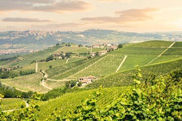 Fototapeta premium Langhe region, Piedmont, Italy. Vineyards landscape in spring - summer.