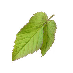 Young green leaves of a tree isolated on white background