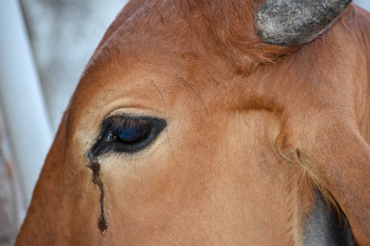 Cow's eye with tears, close up of a cow's eye with long lashes and crying or weeping eye duct.Tears of the animal