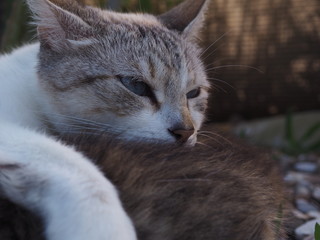 Naklejka na ściany i meble gato en naturaleza