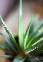 Haworthia. Succulent plant.