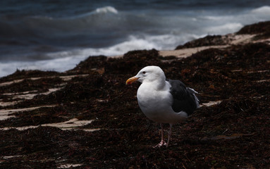 Seagull-the Main owner of the ocean beach