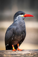 Inca Tern close-up photo. Unusual sea bird with white mustache.