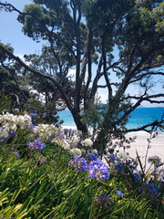 Cathedral Cove Track