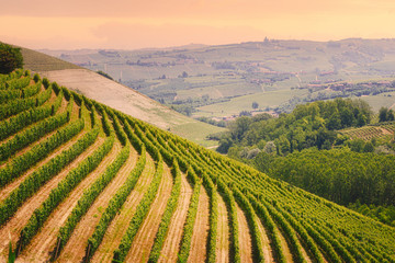 Naklejka premium Langhe region, Piedmont, Italy. Vineyards landscape in spring - summer.