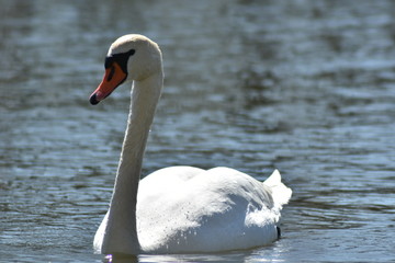 Schwan auf dem Teich